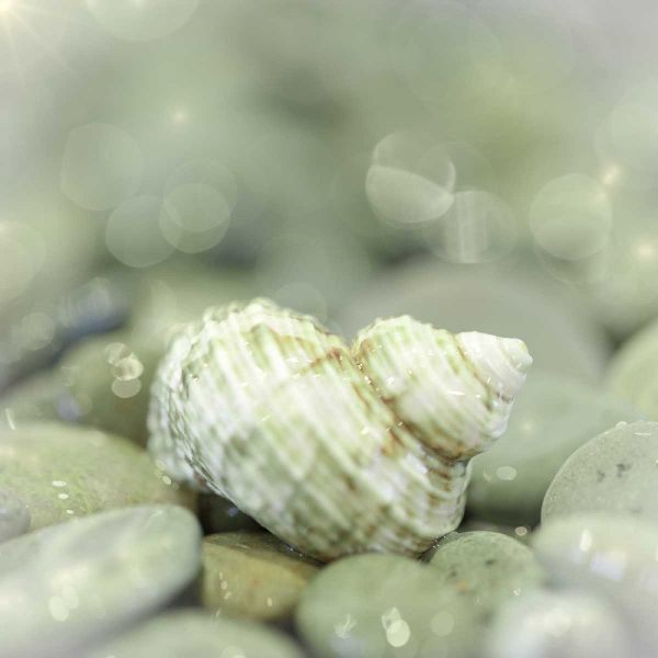 Washington, Seabeck Sea shell and beach rocks